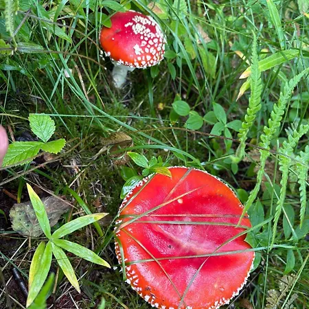 בית נופש Modernized Standalone Sorreisa - ברדופוס